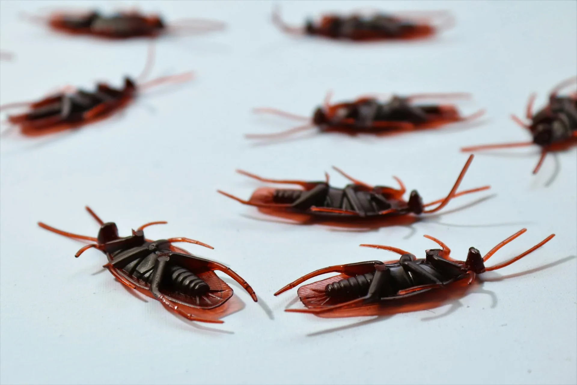 Milwaukee’s Top-Rated Bed Bug Exterminator Services